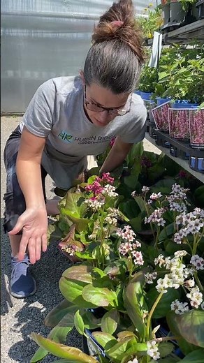 Pigsqueak (aka Bergenia) is a great early flowering perennial for your shady garden #perennialgarden