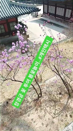 Changgyeonggung Palace Flower Tour Spring Flower Viewing.. #PrivateTaxi