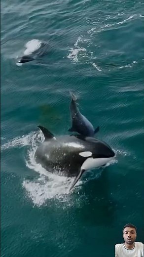 Nil Timi so beautiful fish #natureismetal #orca #foryou #whalesharkwatching #whaleshark #whalefish