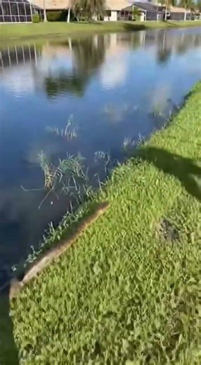 She Didn’t Notice The Snake Running Beside Her… 😳