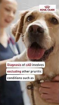 The skin barrier in canine atopic dermatitis #veterinarymedicine #dermatology #vetfocus