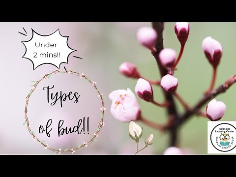 🌿 Let's explore the different types of buds - apical bud, axillary bud and adventitious bud🌱