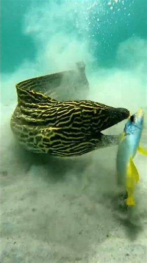 Giant Moray Eel Attacks and Eats Prey Whole – Insane Ocean Predator! 🐟" #underwater
