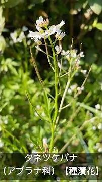 タネツケバナ （アブラナ科） 【種漬花】 #山野草 #春の野草 #早春の花 #野の花 #低山の花 #里山 #植物図鑑 【山川草木図譜】