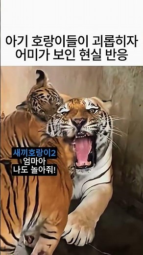 지구 최강의 맹수 호랑이도 피할 수 없는 '현실 육아'의 매운맛! 🐅