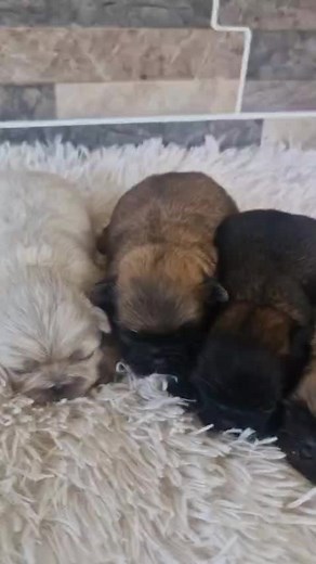 Características del Pekinés: Un Perro Encantador