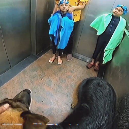 10K views | When two kids stepped into the elevator with a German Shepherd… no one expected what happened next. These images are shocking. Watch: https://baibunviwe.com/when-two-kids-join-the-same-lift-with-a-german-shepherd/ - Made with AI | Wild Nature | Facebook