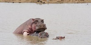Hippo - mating in water, wide shot