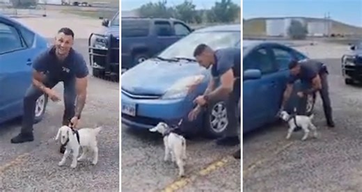 10K views · 99 reactions | “He would totes goat the job if it was only based on being adorable!” | New York Post | Facebook