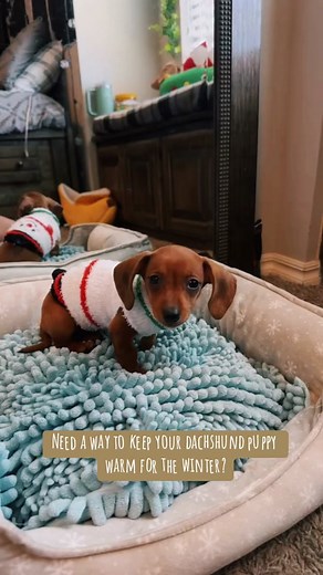 Ares & Honey on TikTok