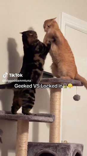 Cats Driving Cars: Hilarious TikTok Compilation