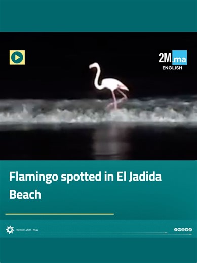 Flamingo Sightings Increase in Morocco's Lakes