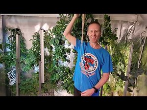Gardyn vs. Iharvest vs. Lettuce Grow Hydroponic Systems Comparison - Best Hydroponic System 2023