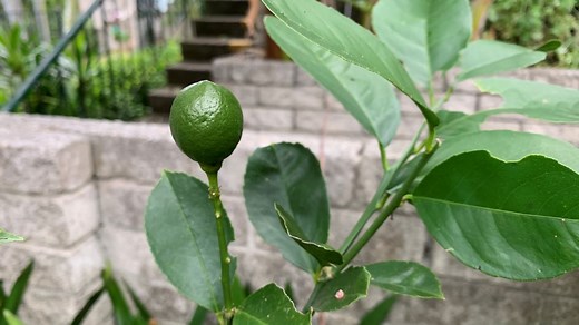 No Fruit on Lime Trees | Top 8 Reasons and How to Fix it - Eco Family Life