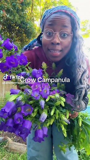 Grow Campanula: How to Plant and Care for Bellflowers