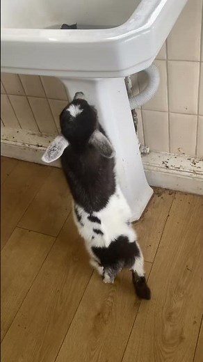 Three Baby Pygmy Goats For Sale.