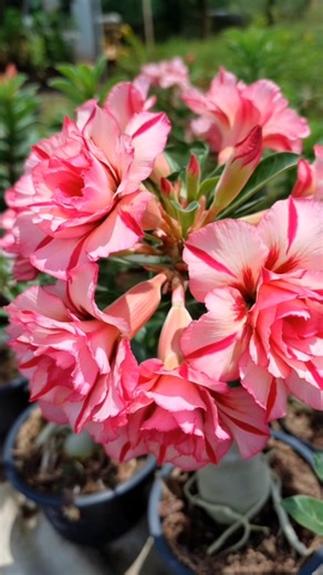 75K views · 5.6K reactions | Adenium Desert Rose Flower Plant #adenium | Plantsgram | Facebook