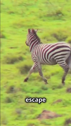Zebra vs Horse: Built for Different Lives!