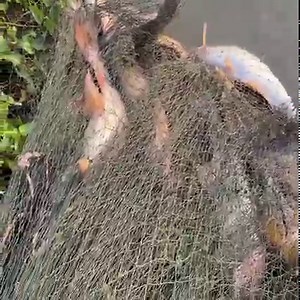 Cast net fishing for too many giant fish! | Survival with Emma