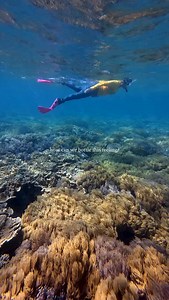 1K views · 351 reactions | The Reef makes us happy, we think it’ll make you smile too.  Moore Reef with @sunloverreefcruises Featuring Master Reef Guide Michelle #greatbarrierreef #lovethereef #oceanlife #coral #nature | Master Reef Guides | Facebook