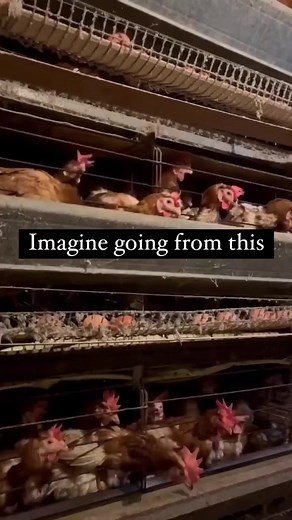 Look at her body 😔 "Egg laying hens" suffer such horrific lives. 🐔💔 "Battery hens" spend their entire lives crammed in these cages like you see in this video. Never feeling comfort, wire mesh and faces beneath their feet. Distressed birds furiously peck at each other, sometimes resorting to cannibalism. It's an unimaginably bleak environment. 😖 Naturally, hens would only lay 10-15 eggs a year, not 300 plus. We forced this on them too, through selective breeding. This is extremely taxing on t