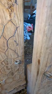 Will My Chicken Come Back To The Barn? I got one of my chickens for an experiment, I wanted to see if she could get back to the barn by herself from really far away. #bigfeathersfarm #chickensoftiktok #chickens | BIG Feathers Farm