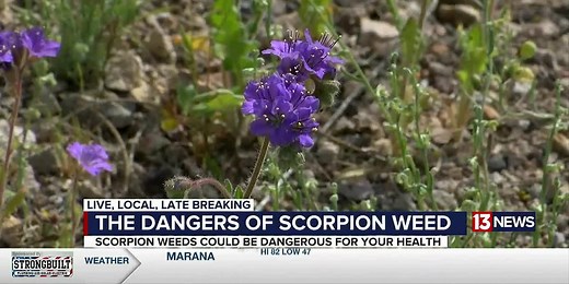Scorpion Weed: Be cautious of this purple flower