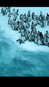 22K views · 444 reactions | #animals #predator #hunting #wildlife #wilddog #cubs #fyp #tiktok #animalsworldsbd #reelsviralシ #fypviral #foryoupage #viralreel #fypage #amazinganimalsworld #animalswildlife #animalslifestyle #facebookreel #reels #doyouknow #animals #animal #animalworld | Do you Know? | Facebook