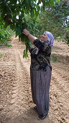 Cherry Picking in a Scenic Orchard