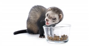 Ferret kibble: breaking down what’s in the bag. Is it nutritionally sound?