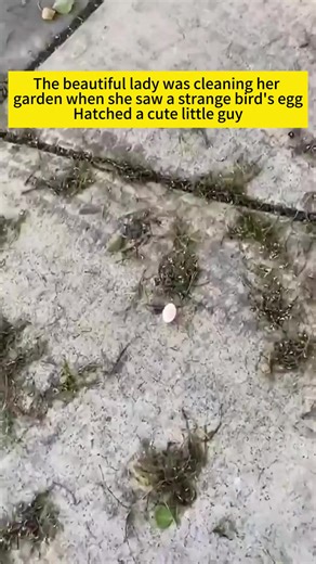 3.5M views · 10K reactions | Unusual bird #fyp #foryou #animals #bird #2970 | TAGZ | Facebook