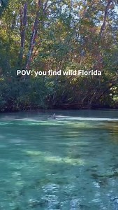It’s the rump shaking for me😍 Wild Florida is calling ⬇️ 📍Weeki Wachee Clear Kayak Clear Paddleboard Eco Tours 100% chance of adventures ahead 🛶 • • #weekiwachee #wildlife #kayakingadventures #clearwater #clearkayak #florida #floridawildlife #wildlifeencounter #fladventurecoast #getupandgokayaking #kayakingadventure #bucketlist #nature #thisishernando #tampa #miami #visitflorida #lovefl #deer | Get Up And Go Kayaking - Weeki Wachee