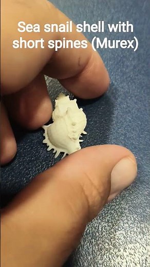 Sea snail shell with spines (Murex) from Red Sea, Saudi Arabia. #geology #decoration #geotourism