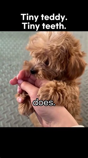 Tiny Teddy Bear Puppy Gently Nibbling on Fingers