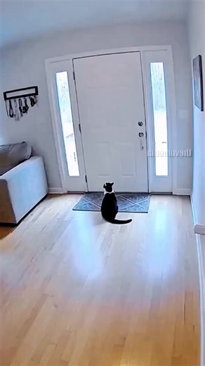 dog V's cat funny video 🤣🤣🤣🤣🤣🤣🤣🤣🤣🤣🤣 #dog #funnycatmoments #funnycatsoftiktok #funnybabyvideos #funnycat #funnycats #cat #aigenrated #cats #funnydogs #dogs #usa #usa🇺🇸 #usatiktok #usa_tiktok #unitedstates