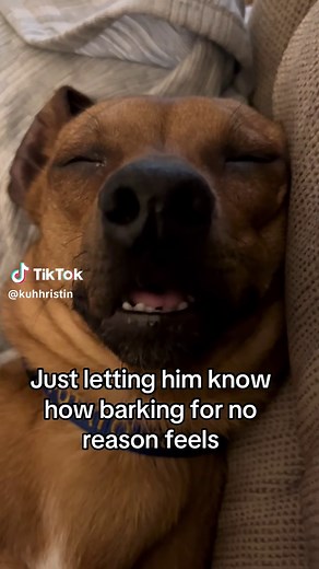 #fyp #dog | dogs