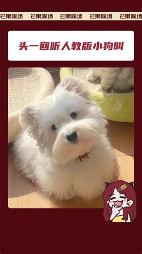 萌宠日常：西高地犬的小老头生活