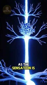 How Your Nervous System Works (Brain → Spinal Cord → Muscles) ? #facts #science #healthandfacts