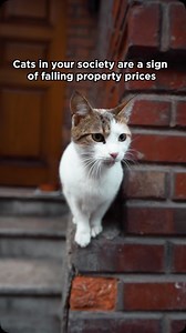 99acres.com on Instagram: "Cats are wuff on a locality. 😤"