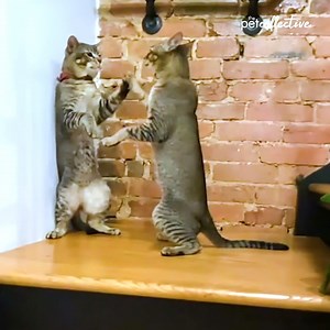 Is this a dance or a fight? 🐈 | Try Not to Laugh