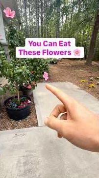 You can eat this flower #EdibleFlowers #Gardening #GrowYourOwnFood #fruittrees ￼