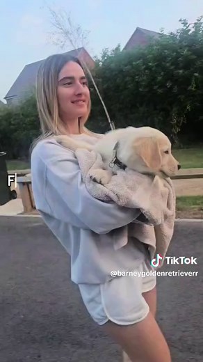 Barney’s full day in the life!💙🐾 He’s settled in really well, nearly sleeping through the whole night and being a good boy! Follow to watch him grow ✨ #goldenretriever #8weekpuppy #puppydayinthelife #goldenpuppy #goldenretrieverlife #goldenretrieverpuppy #dayinmylife #fyp #dog
