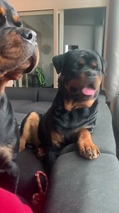 Signs Your Rottweiler Is Jealous 😂 😍 Credits to @thenicegirlx | Rottweiler Life