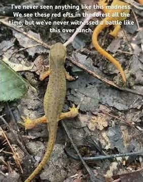 Red eft madness. #naturalworld #nature #catskills #wildlife #redefts #oldschoolnaturalist