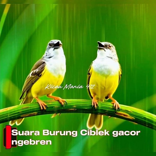 suara pikat burung ciblek #suarapikatburungkecilribut