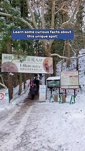 The Jigokudani Monkey Park in Nagano has attracted international attention as a place to see the unique sight of monkeys enjoying a hot spring bath during the cold months of winter. However, winter isn’t the only time to see the monkeys in Nagano! The monkeys live in the park year-round and offer a chance for up-close monkey encounters no matter when you choose to visit Japan. Besides the hot springs, the monkeys also love to climb on cables and makeshift bridges, sleep in the shade, and relax a