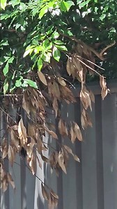 Top-Tier Possum Removal & Pest Control | Safe & Humane