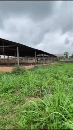 Understanding Poultry Farming Practices for Beginners