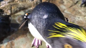 2.4K views · 60 reactions |  You haven’t seen the inside of a penguin’s mouth??? Well, now you have! One of our younger, more curious, macaroni penguins was kind enough to show us. Visit the Aquarium Pyramid and see for yourself! Did you know we’re hiring? Take a look at our list of open positions here: https://www.moodygardens.com/employment/ | Moody Gardens | Facebook