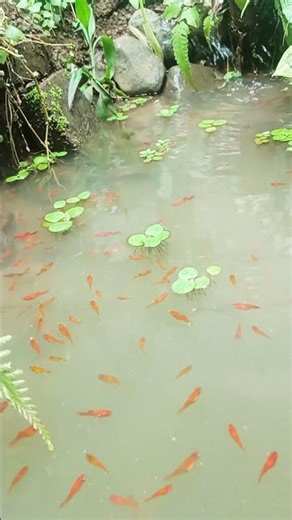 Natural Fish Pond with Red Platy Fish | Peaceful Relaxation for Quiet Moments